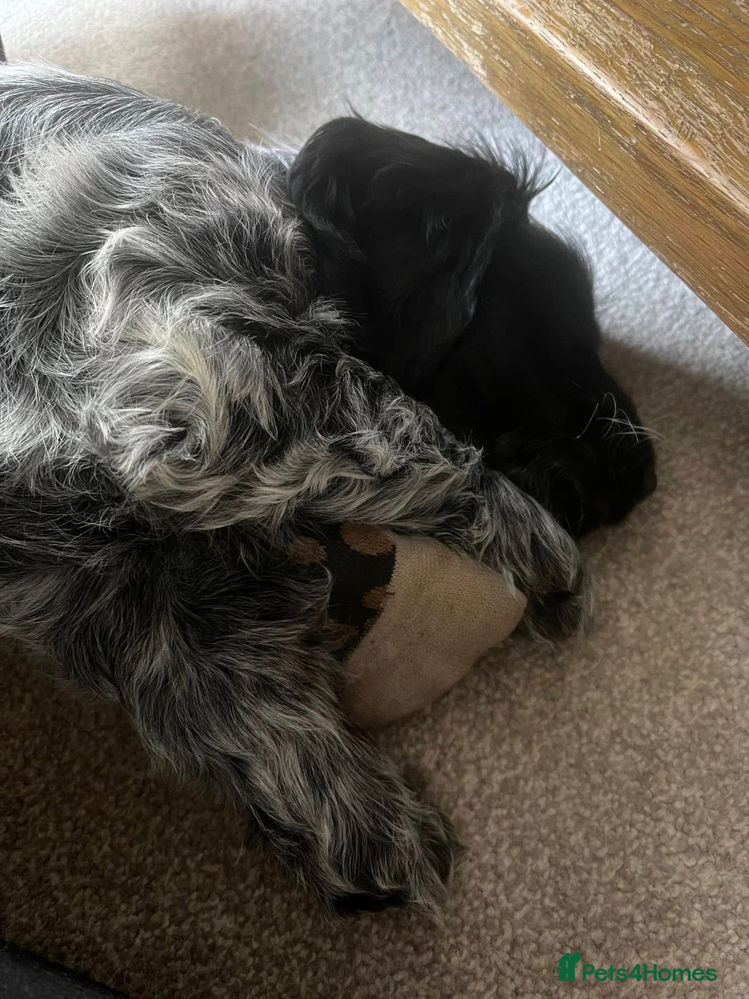 Cocker Spaniel dogs for sale: Pedigree KC Show Cocker Spaniel Puppies - Advert 17