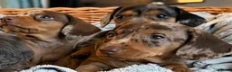 Miniature Dachshund dogs for sale: Stunning Dapple Miniature Dachshund’s  - Advert 9
