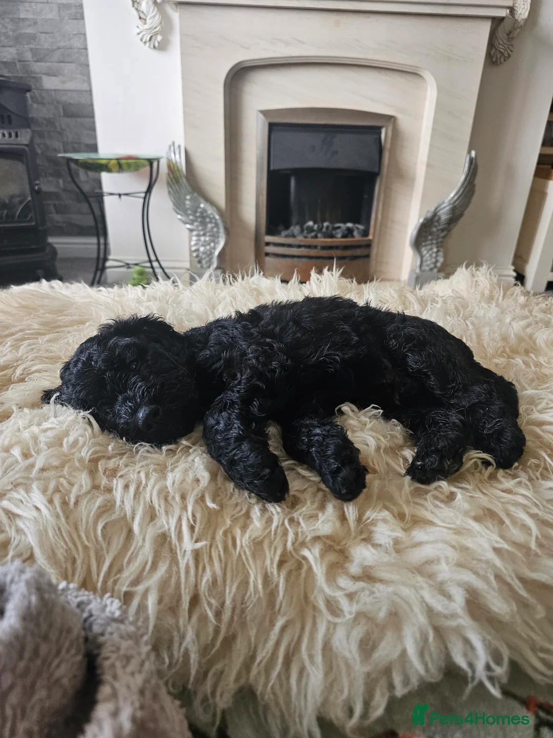 Cockapoo dogs for sale: 2 Beautiful female cockapoo left - Advert 11