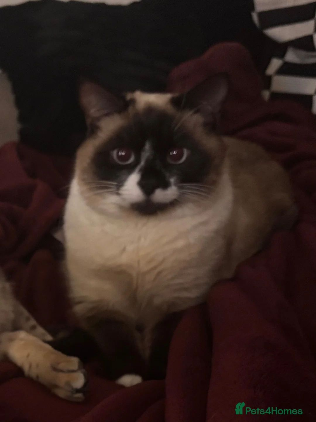 Mixed Breed cats for sale: Nancy, age 2  in Doncaster - Advert 2