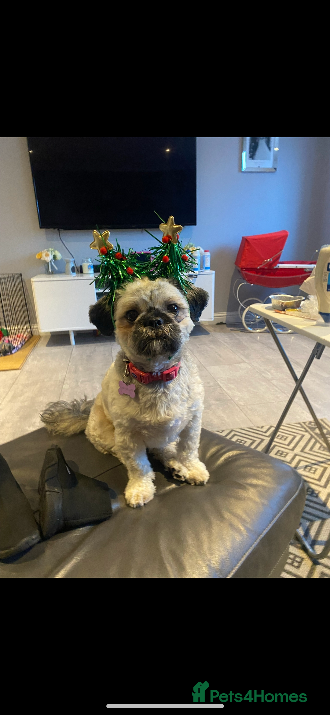 Shih Tzu dogs for sale: Girl pup shihtzu - Image 6
