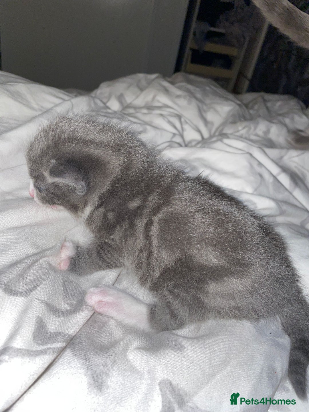 Mixed Breed cats for sale: 2 mix breed cats for sale (rare colours) tuxedo  - Advert 11