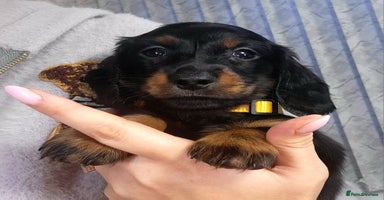 Dachshund dogs KC Miniature Dachshund  - Advert 4