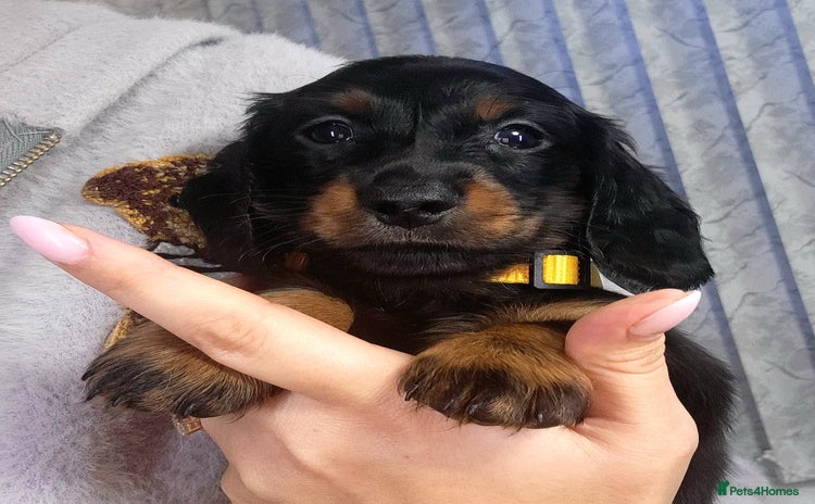 Dachshund dogs KC Miniature Dachshund  - Advert 5