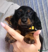 Dachshund dogs KC Miniature Dachshund - Advert 4