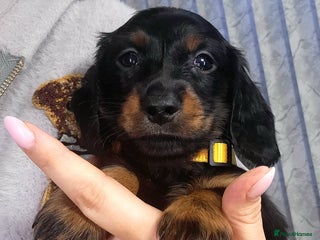 Dachshund dogs KC Miniature Dachshund - Advert 9