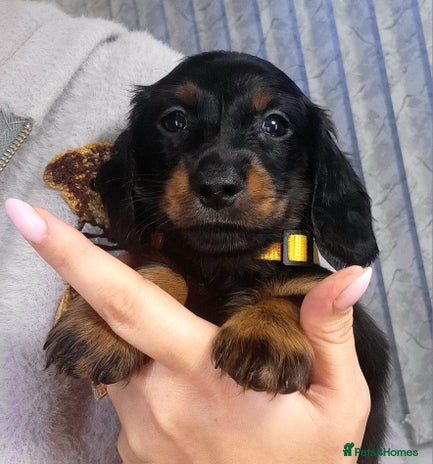 Dachshund dogs KC Miniature Dachshund - Advert 4