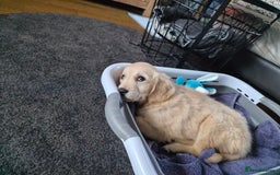 Golden Retriever dogs for sale: Golden retriever - Image 2