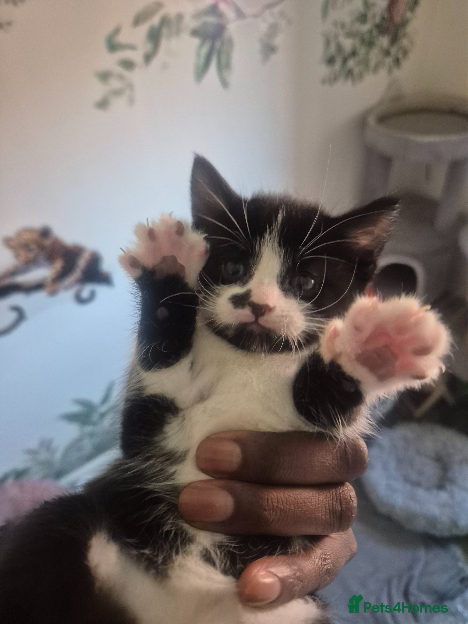 Mixed Breed cats MIXED BREED KITTEN  - Advert 1