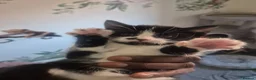 Mixed Breed cats for sale: MIXED BREED KITTEN  - Advert 1