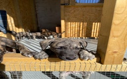 Lurcher dogs for sale: Whippet/greyhound/bull X greyhound/whippet/collieX - Image 19