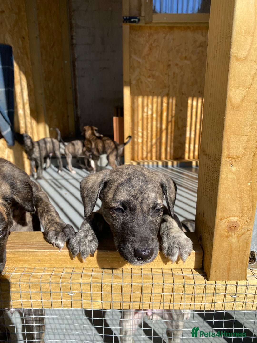 Lurcher dogs for sale: Whippet/greyhound/bull X greyhound/whippet/collieX - Image 19