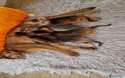 Abyssinian cats for sale: Pure Abyssinian kittens ❤️Ready to go 😍  - Image 38
