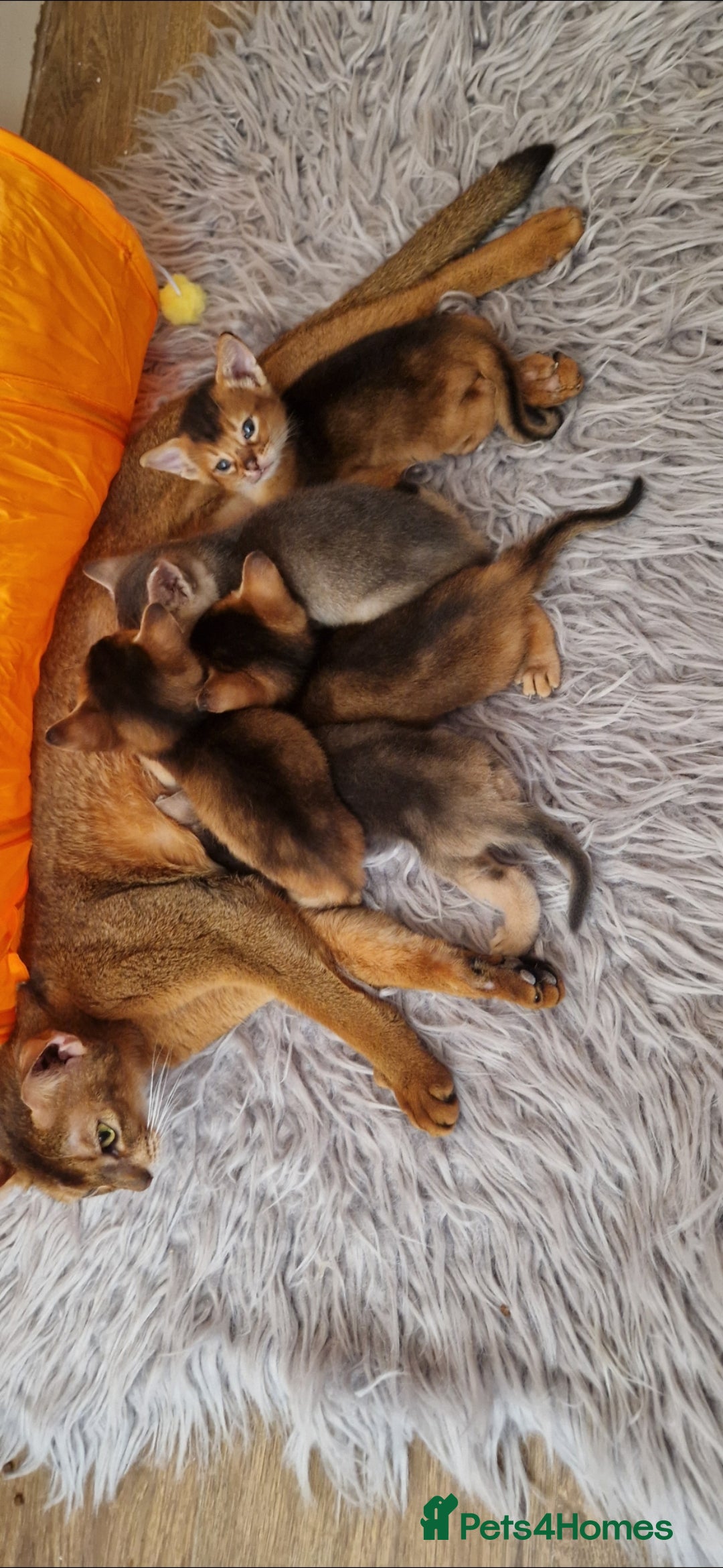 Abyssinian cats for sale: Pure Abyssinian kittens ❤️Ready to go 😍  - Image 38