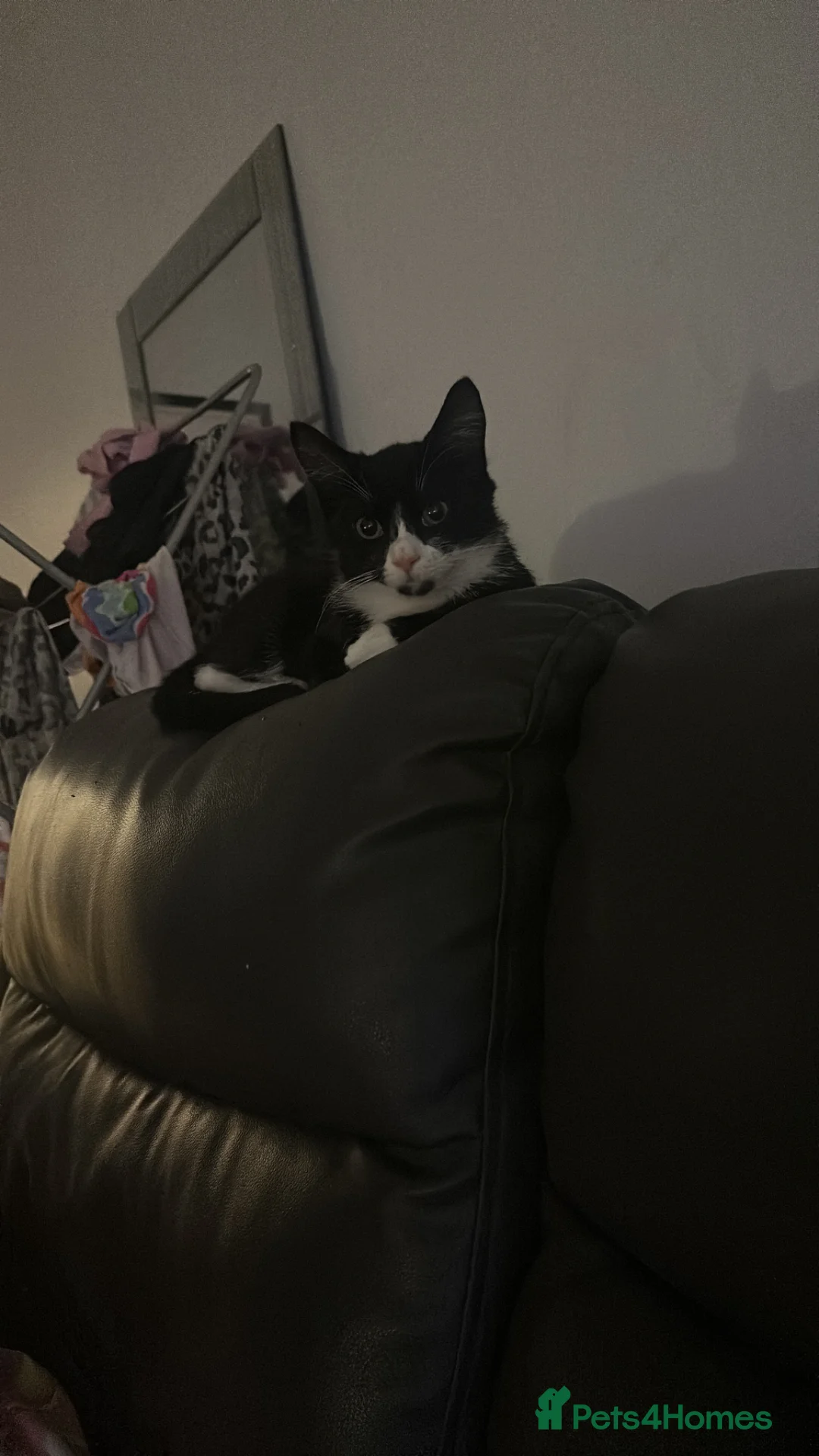 Mixed Breed cats for sale: female kitten - Advert 2