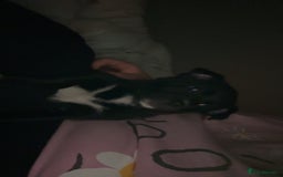 Mixed Breed dogs for sale: Pomsky/ La Pom mix puppies  - Image 5