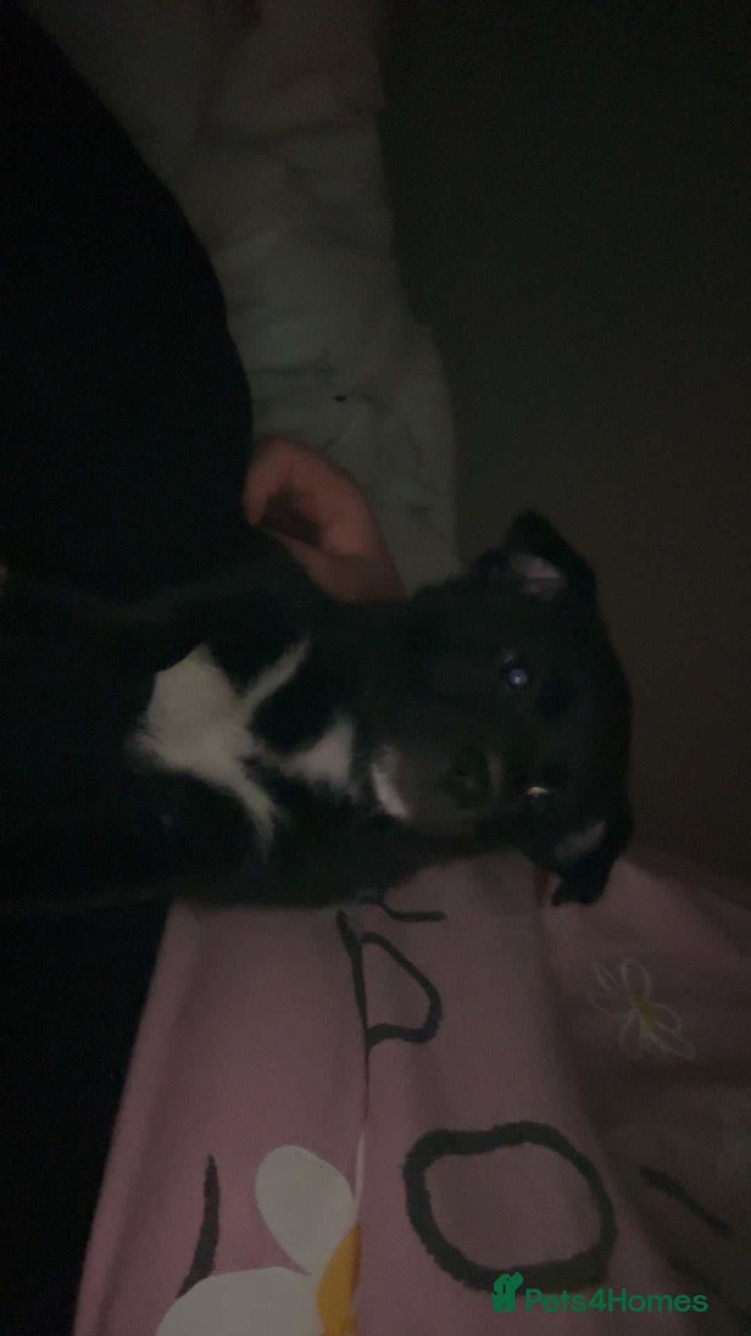 Mixed Breed dogs for sale: Pomsky/ La Pom mix puppies  - Image 5