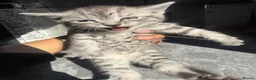 British Shorthair cats for sale: 4 beautiful tabby bsh kittens  in Birmingham - Advert 20