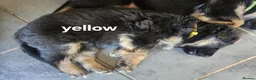 German Shepherd dogs for sale: German shepherd puppys  in Saint Austell - Advert 15