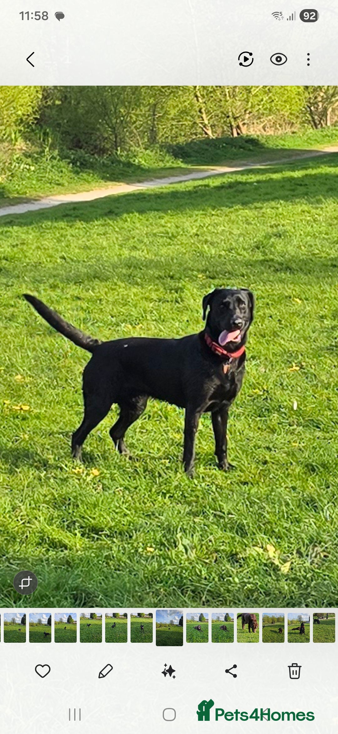 Labrador Retriever dogs for sale: Yellow and Black Labrador Puppies - Advert 2