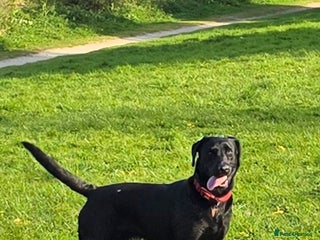 Labrador Retriever dogs Yellow and Black Labrador Puppies - Advert 1