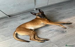 Belgian Shepherd Dog dogs for sale: Belgian Malinois, 4, Loving Home Only.  in Houghton le Spring - Image 2