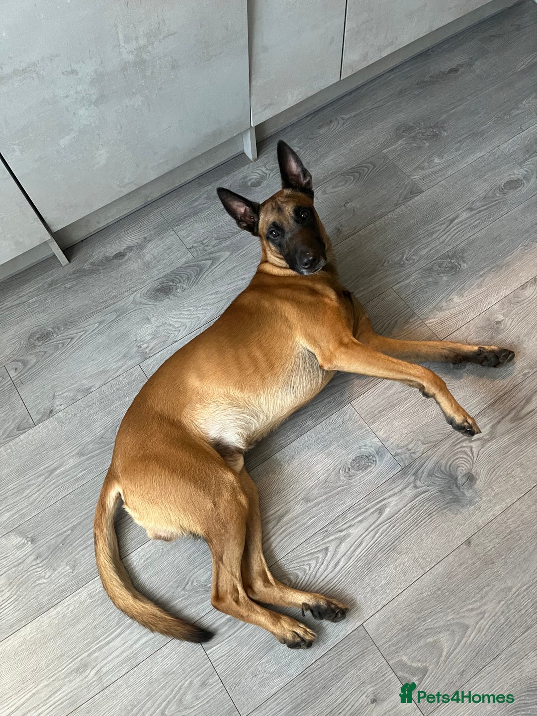 Belgian Shepherd Dog dogs for sale: Belgian Malinois, 4, Loving Home Only.  in Houghton le Spring - Image 2
