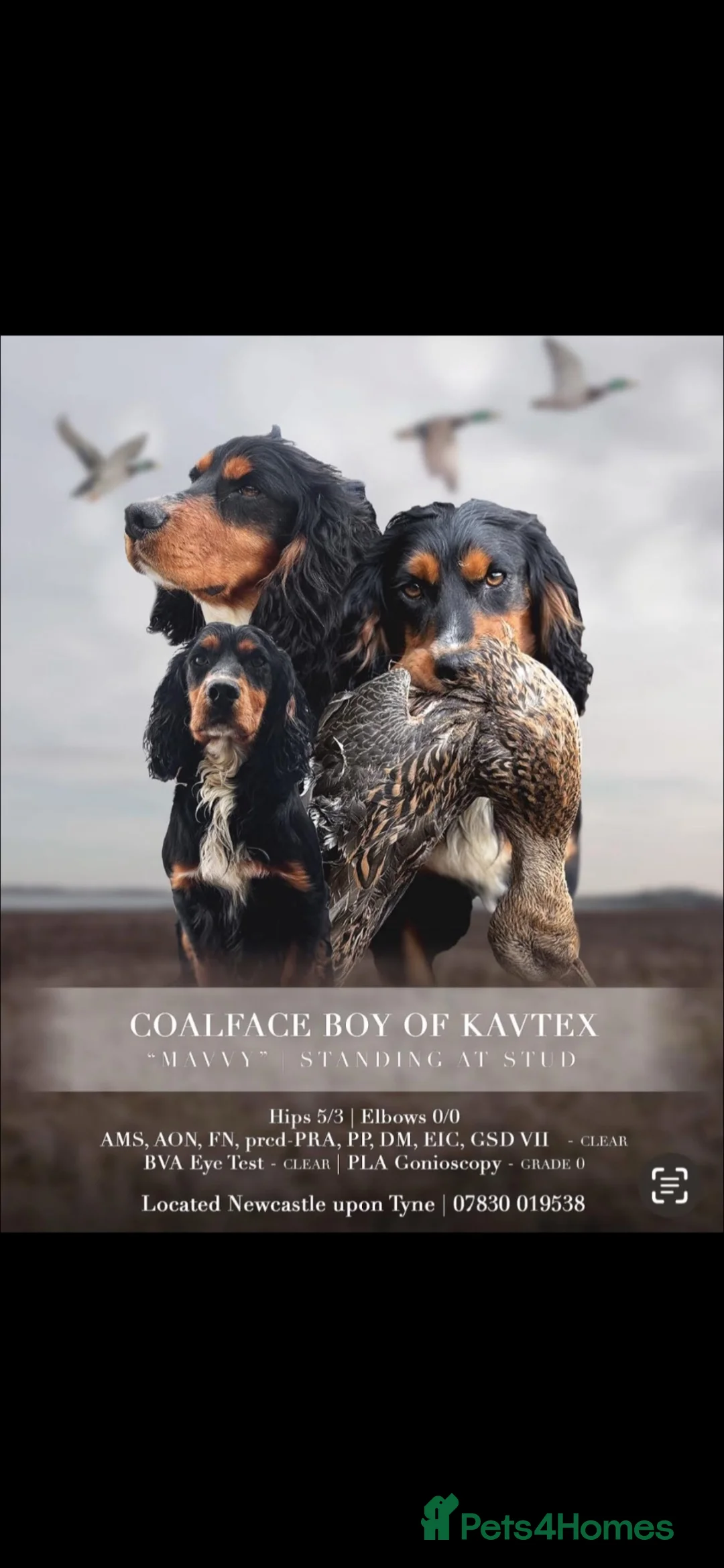 Sprocker dogs for sale: 1 male Sprocker puppy for sale  in Hexham - Advert 5