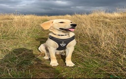 Golden Retriever dogs for sale: 7 month old Puppy looking for a Special Home  - Image 1