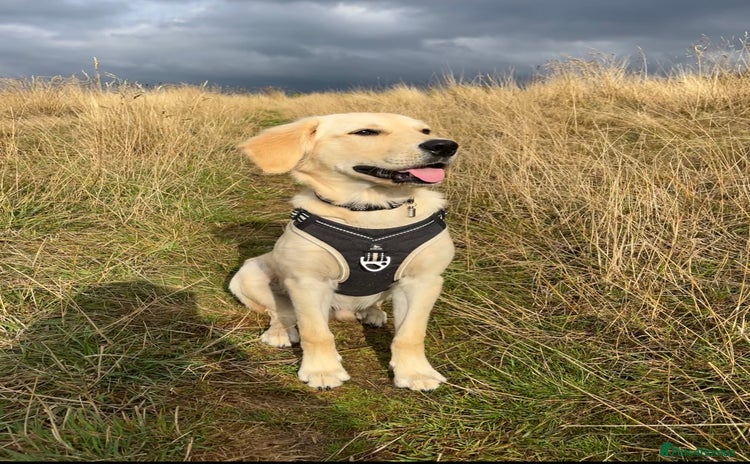 Golden Retriever dogs - Advert 1