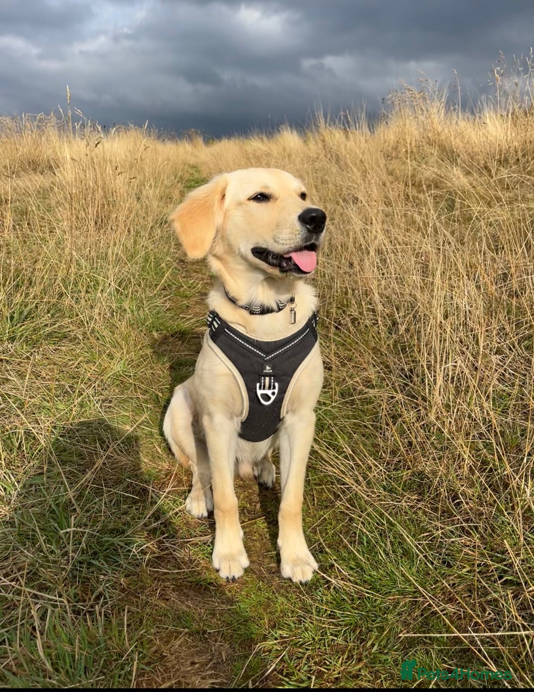 Golden Retriever dogs for sale: 7 month old Puppy looking for a Special Home  - Image 1