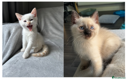Ragdoll cats for sale: Flame lynx point Ragdoll x kitten Ready to leave - Image 4