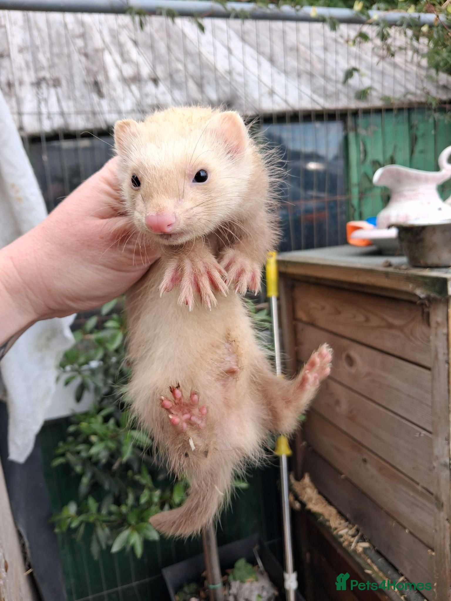 Ferret rodents Four sandy hobs - Advert 1