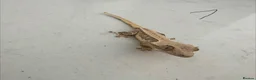 Gecko reptiles for sale:  Lilly white Crested gecko babies - Advert 25