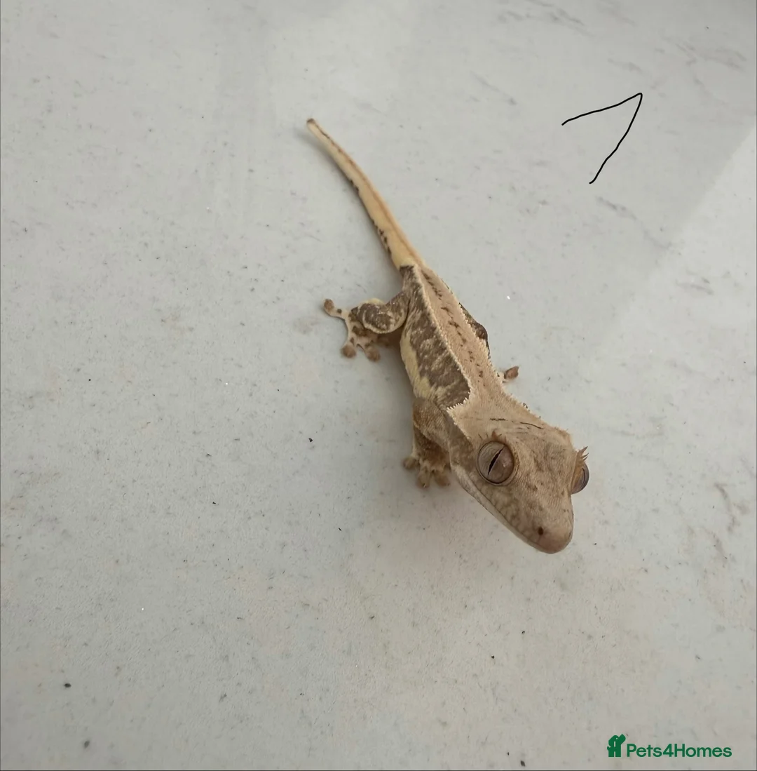 Gecko reptiles for sale:  Lilly white Crested gecko babies - Advert 25