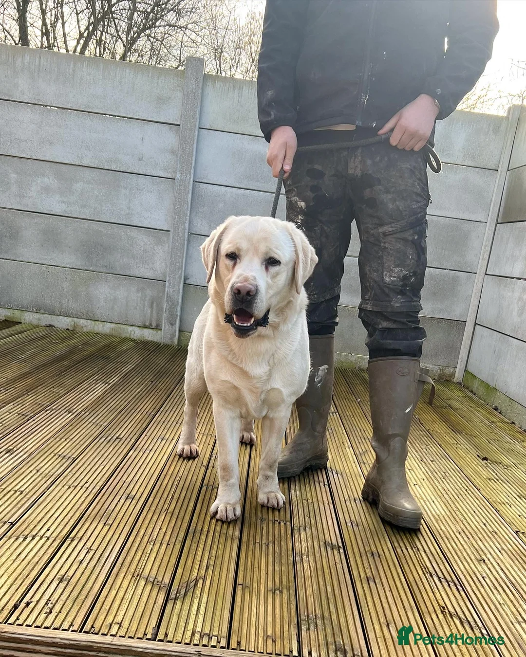 Labrador Retriever dogs for stud: Proven traditional Labrador for stud 0:0 Hips in Leyland - Advert 4