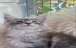Maine Coon cats for sale: Pedigree registered Maine Coons - Image 1