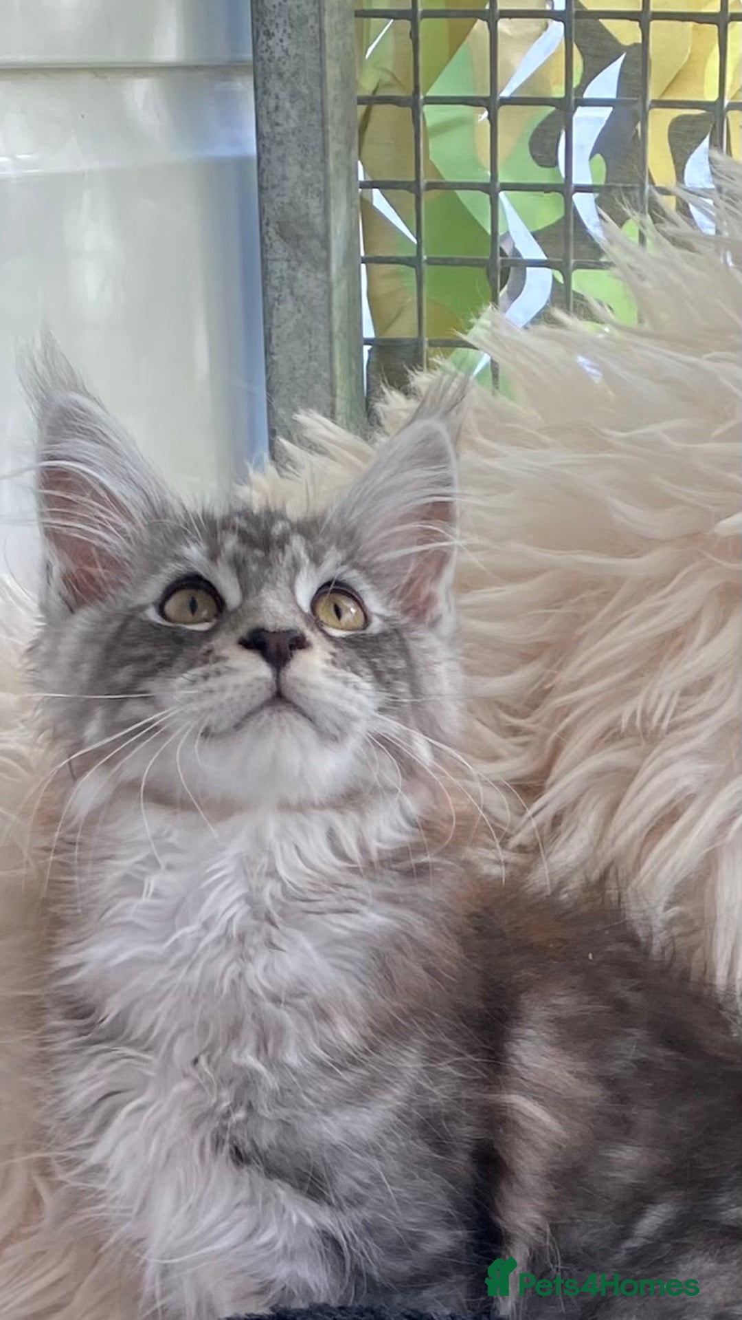 Maine Coon cats for sale: Pedigree registered Maine Coons - Image 1