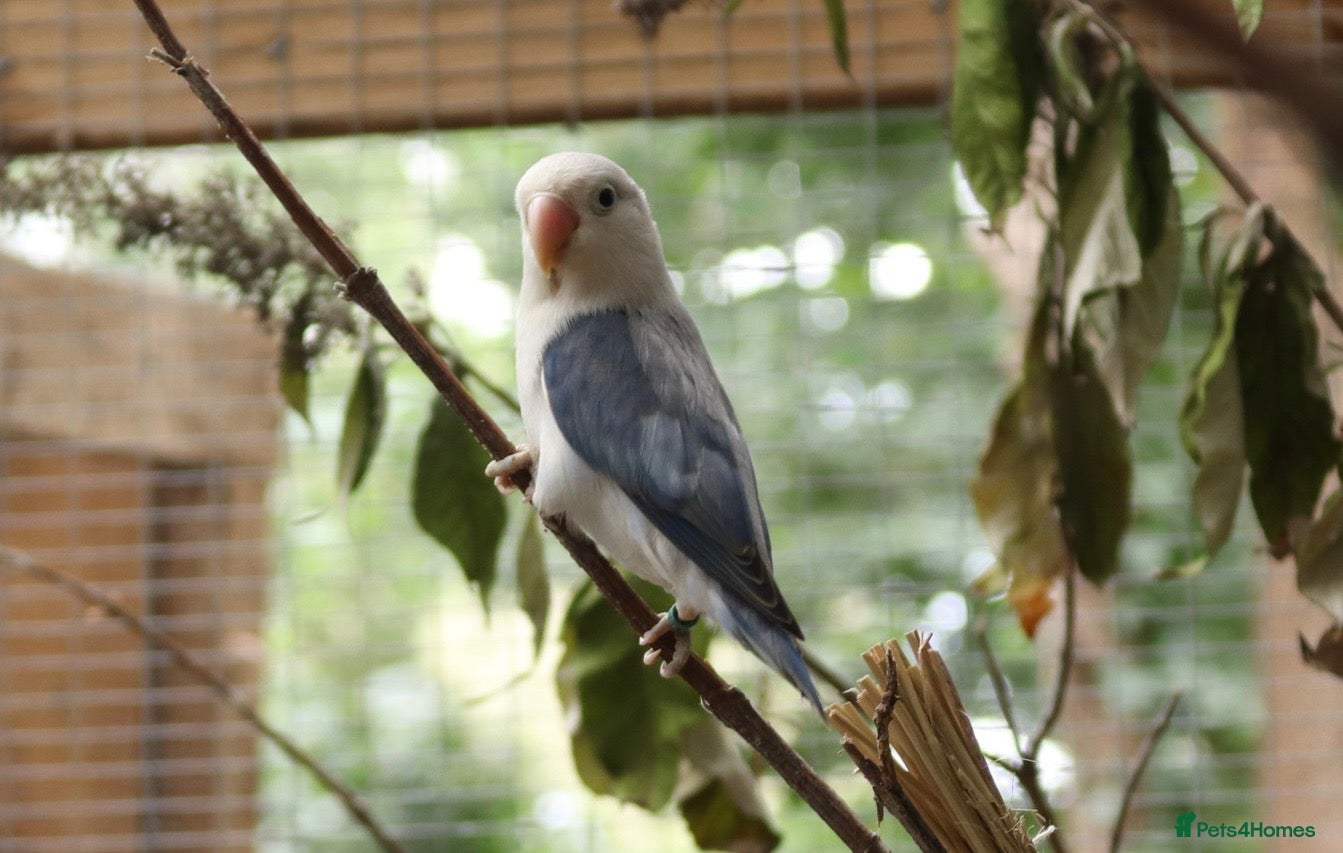 Lovebirds birds Bonded pair of lovebirds  - Advert 2