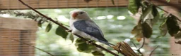 Lovebirds birds for sale: Bonded pair of lovebirds  in Tamworth - Advert 2