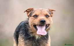Patterjack dogs for stud: Jack Russell cross Patterdale for stud - Image 1