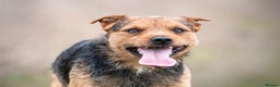 Patterjack dogs for stud: Jack Russell cross Patterdale for stud - Advert 1