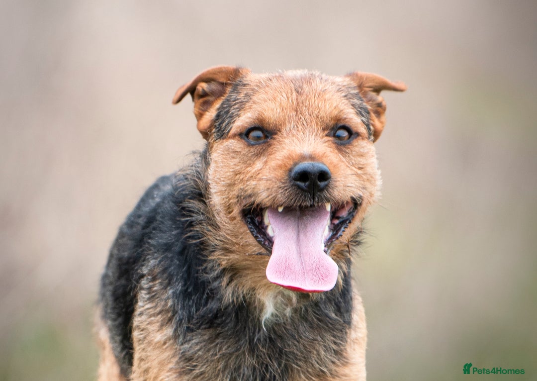 Patterjack dogs for stud: Jack Russell cross Patterdale for stud - Image 1