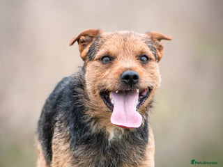 Patterjack dogs for stud - Advert 1