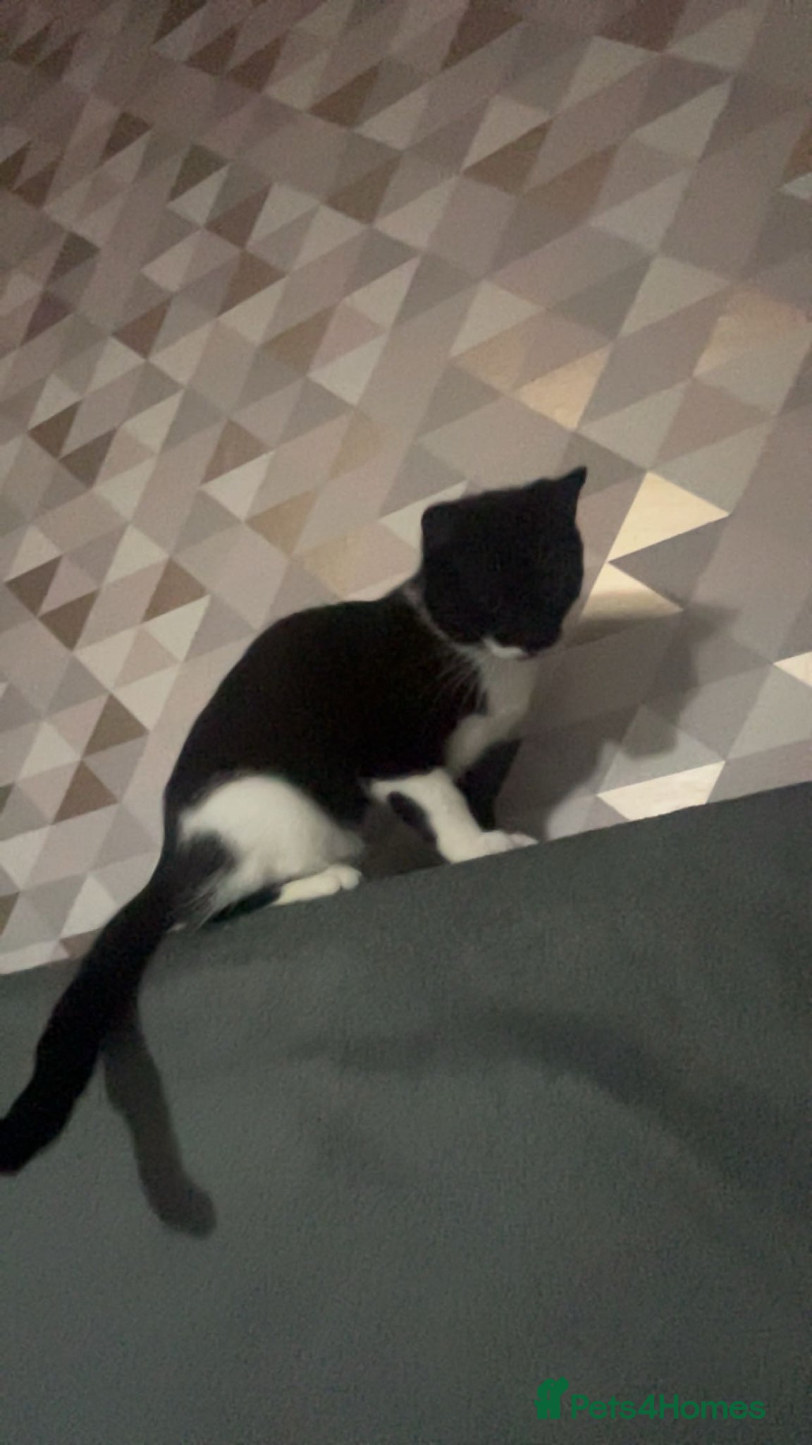 Mixed Breed cats 11 month old cat  - Advert 5