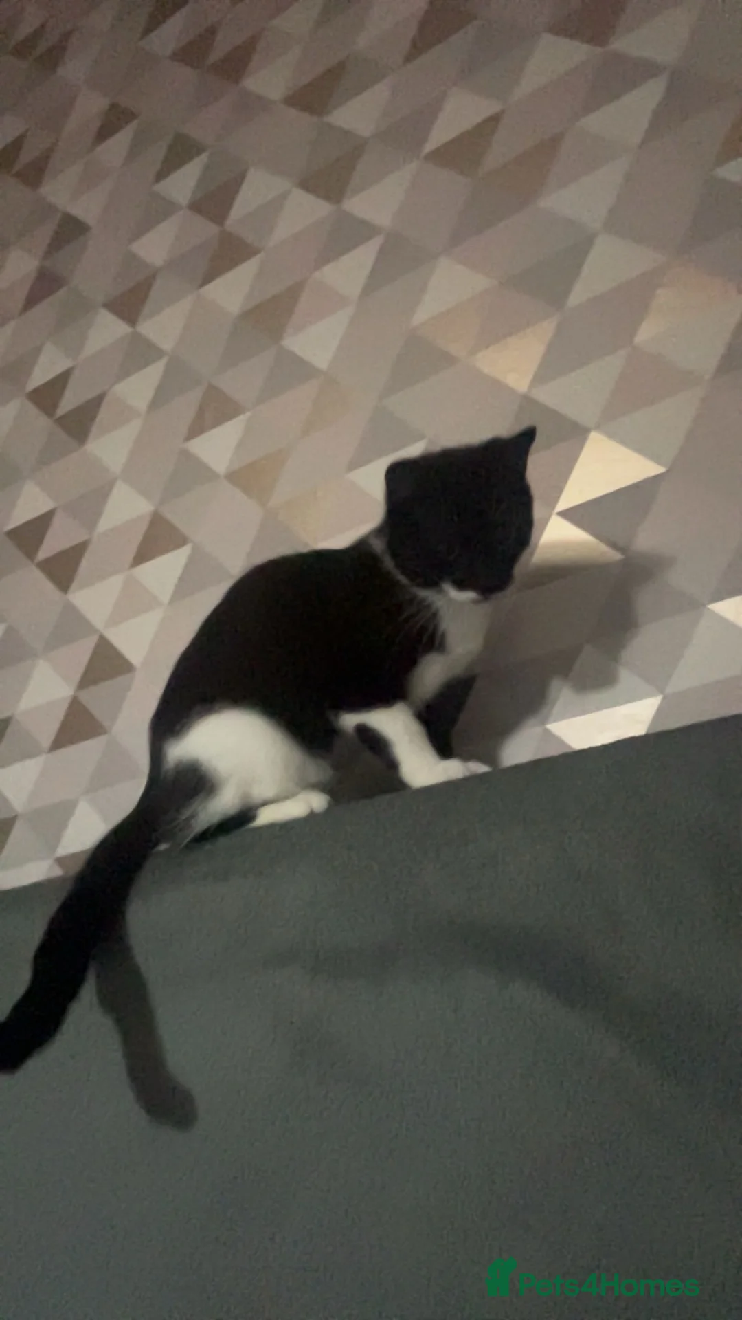 Mixed Breed cats for sale: 11 month old cat  - Advert 1