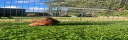 Chickens poultry for sale: Pekin Bantam Pullets - Advert 6