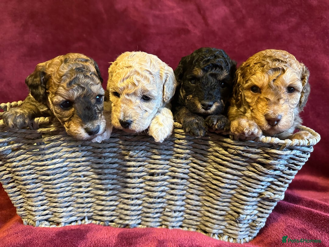 Toy Poodle dogs for sale: 💫🐩Extensively Health tested KC Toy Poodles 🐩💫 - Advert 1