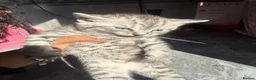 British Shorthair cats for sale: 4 beautiful tabby bsh kittens  in Birmingham - Advert 13