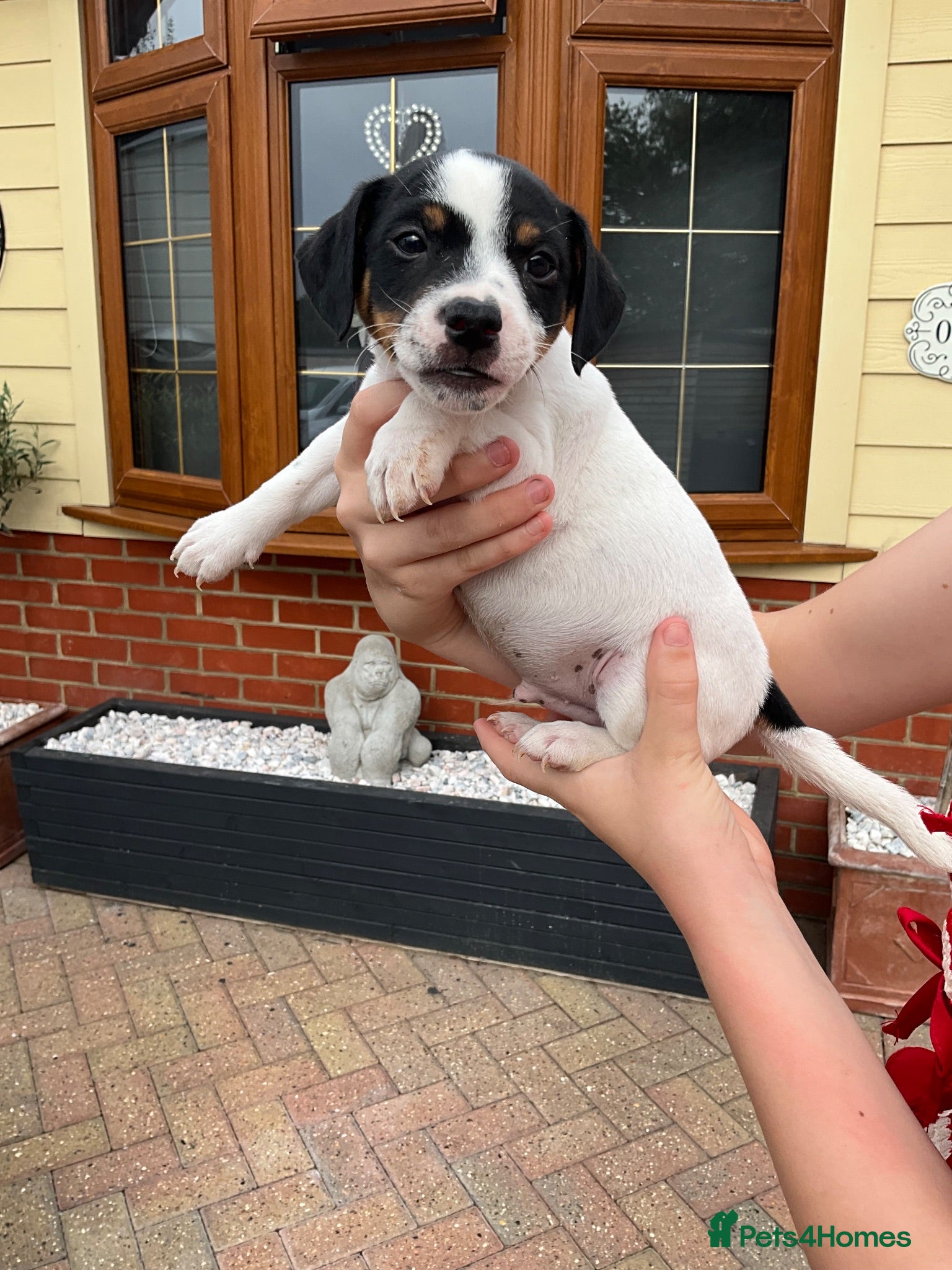 Mixed Breed dogs Jack russell - Advert 15